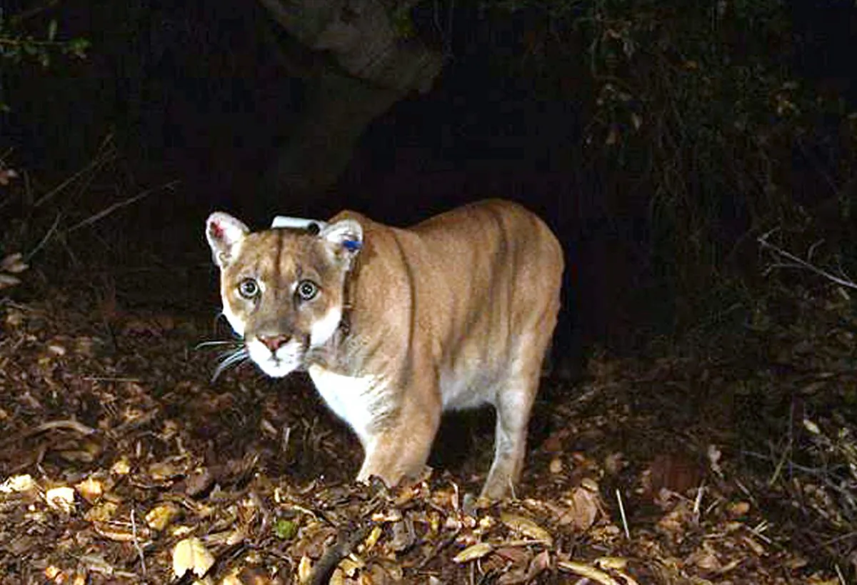A mountain lion in California in a November 2014 file photo. (National Park Service, via AP, File)