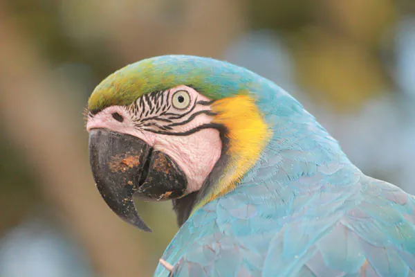 Conservation vs. Carbon Storage in Brazil