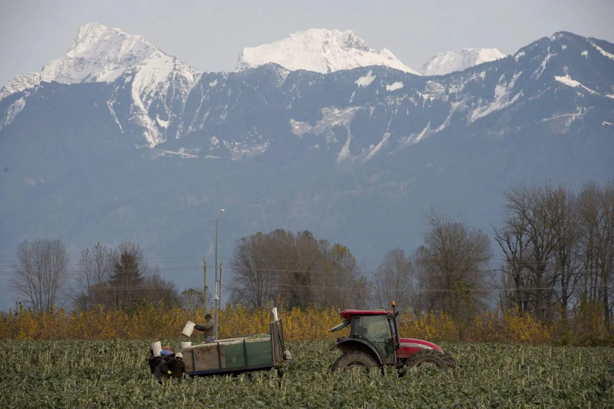 Workers harvest brussels sprouts in a field in Chilliwack, B.C., on Nov. 11, 2013. (Jonathan Hayward/The Canadian Press)