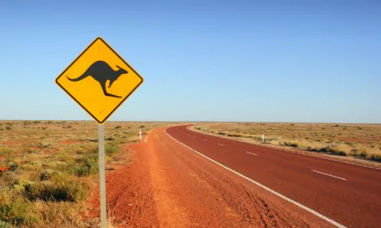 Roger the Kangaroo, Famed for Muscular Frame, Dies in Australia at Age of 12
