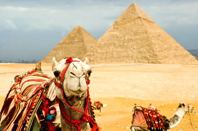 Camels in Egypt via Shutterstock*