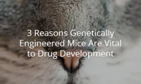 3 Reasons Genetically Engineered Mice Are Vital to Drug Development