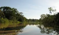 Deforestation for Chocolate Legal in Peru