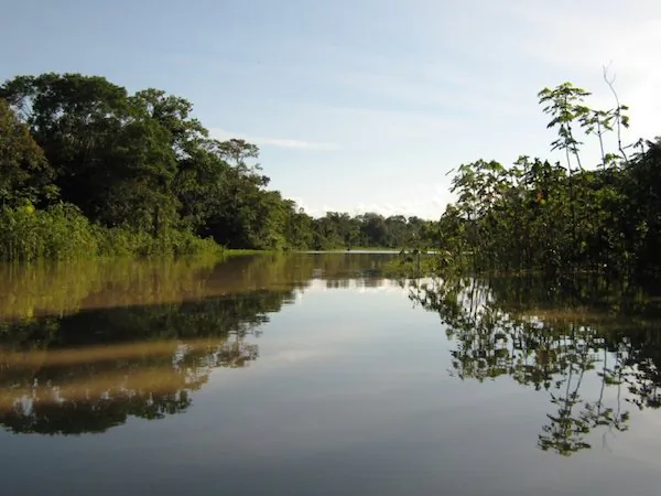 Forest along an Amazon tributary near where the controversial Cacao del Peru Norte cocoa plantation is being developed. Photo by Morgan Erickson-Davis. 