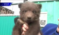 Russian Family Seeks New Home for Pet Bear (+Video)