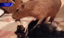 Largest Living Rodent Wrestle-Kisses Border Collie (+Video)
