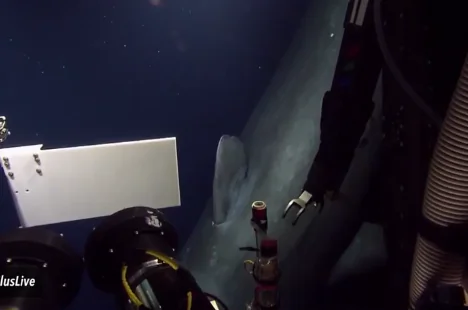Deep-Sea Exploration Crew Stunned to See Rare Sperm Whale (Video)