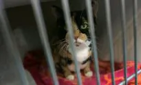 Woman Says Shelter Refused Cat Adoption for Surprising Reason