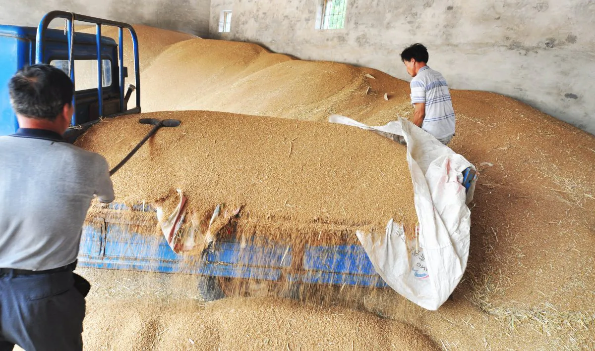 Chinese farmers store wheat after harvesting in Zouping, Shandong province in Northeast China on June 13, 2012. (STR/AFP/Getty Images)