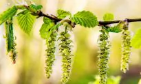 Acupuncture Offers Allergy Relief