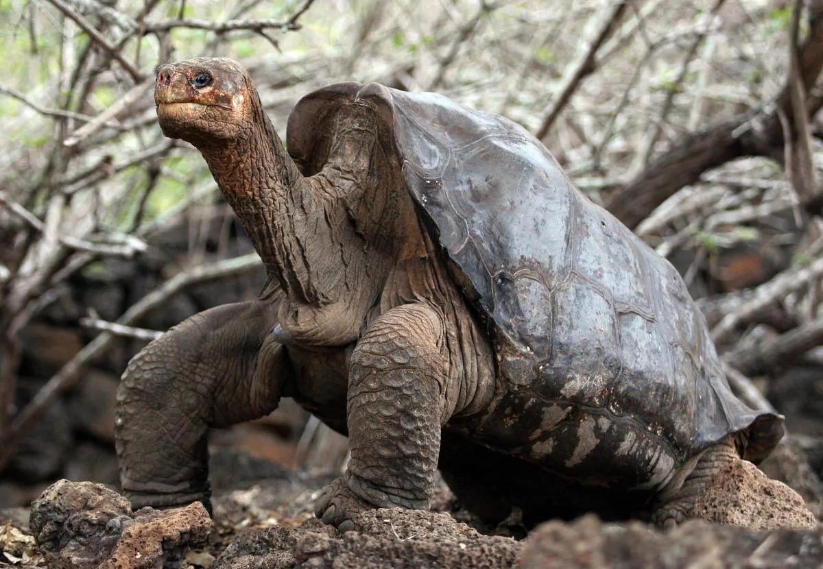 Large Galapagos tortoises, able to survive a year without eating and drinking, seem to prefer non-native plants when they break their fasts. (RODRIGO BUENDIA/AFP/Getty Images)