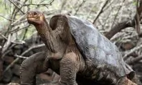 ‘Extinct’ Galapagos Tortoise Found After More Than 100 Years