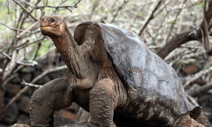Large Galapagos tortoises, able to survive a year without eating and drinking, seem to prefer non-native plants when they break their fasts. (Rodrigo Buendia/AFP/Getty Images)