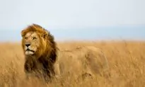 Top 10 African Adventures
