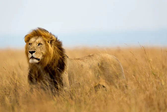 Masai Mara, Kenya via Shutterstock*