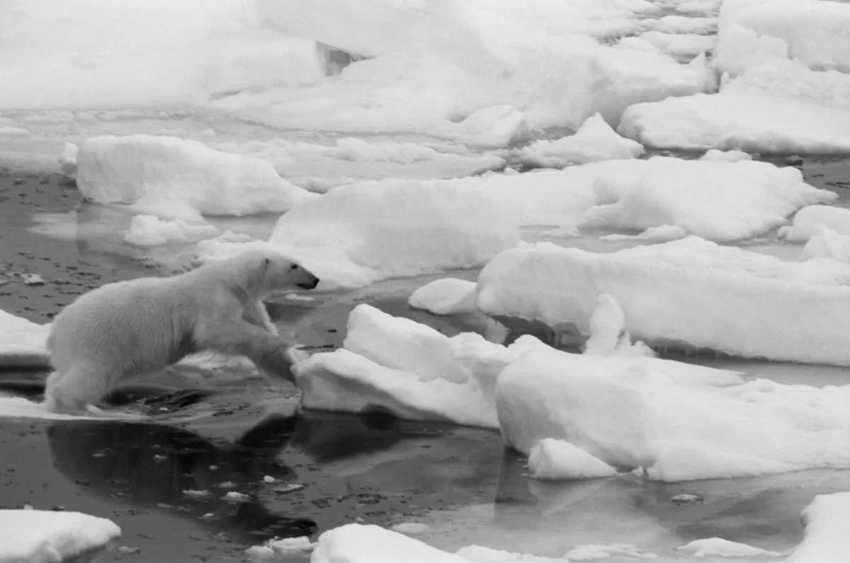 Leaping Polar Bear in Svalbard, Norway, 2008. (Cyril Christo and Marie Wilkinson)