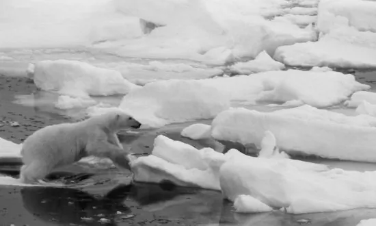 The Last Polar Bears