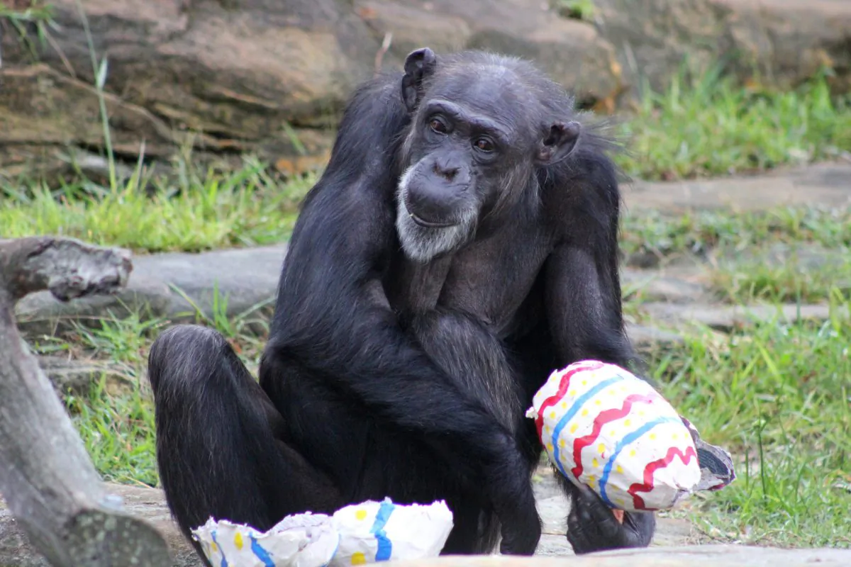 A chimpanzee enjoys an Easter treat at Taronga Zoo on March 31, 2015 in Sydney, Australia. (Paul Fahy/Taronga Zoo via Getty Images)