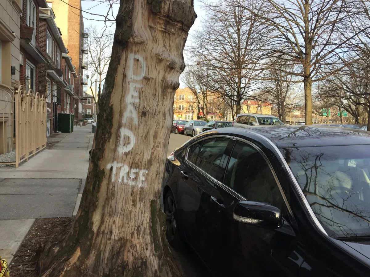 A tree tagged "DEAD TREE" in the Sheepshead Bay neighborhood of Brooklyn, New York, on April 15, 2015. The city is still dealing with dead tree removal three years since Superstorm Sandy. (Christine Lin/ Epoch Times)