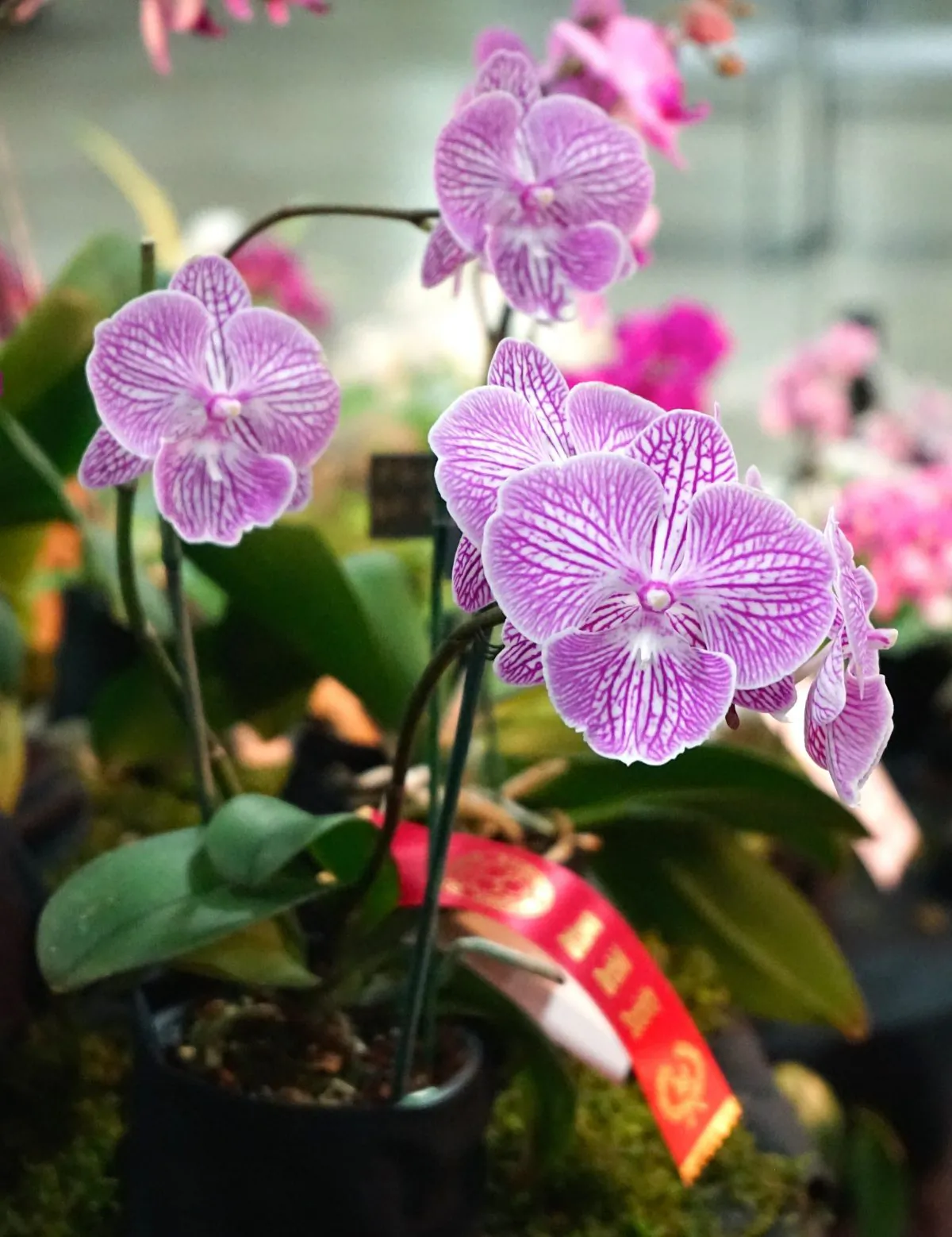 A prize-winning Phalaenopsis (moth orchid) at the Ottawa Orchid Show on April 18, 2015.