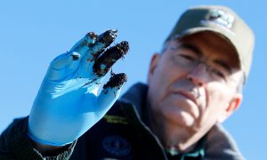 Dispersants Sprayed in Wake of Deepwater Horizon Oil Spill More Toxic Than Oil Alone