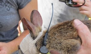Burmese Pythons in the Everglades: How Serious Is the Threat?