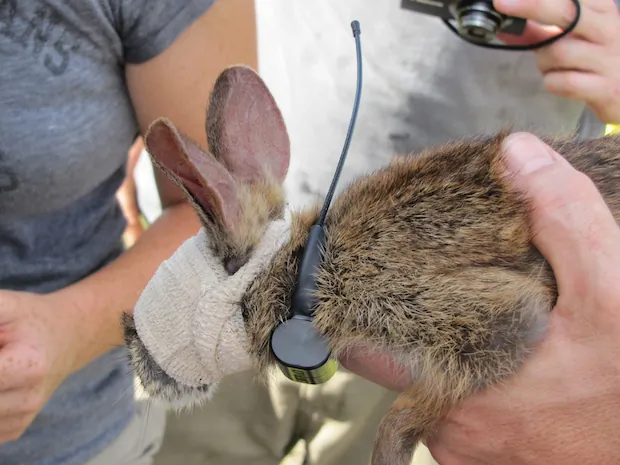 Rabbits tagged by the USGS, in an effort to determine if pythons are responsible for dwindling numbers. Within days, all the tagged rabbits were found in python stomachs. (USGS)