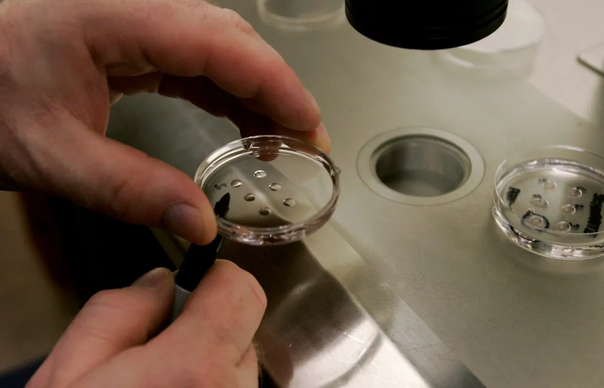 An embryologist holds a dish with human embryos at the La Jolla IVF Clinic in La Jolla, Calif., on Feb. 28, 2007. (Sandy Huffaker/Getty Images)