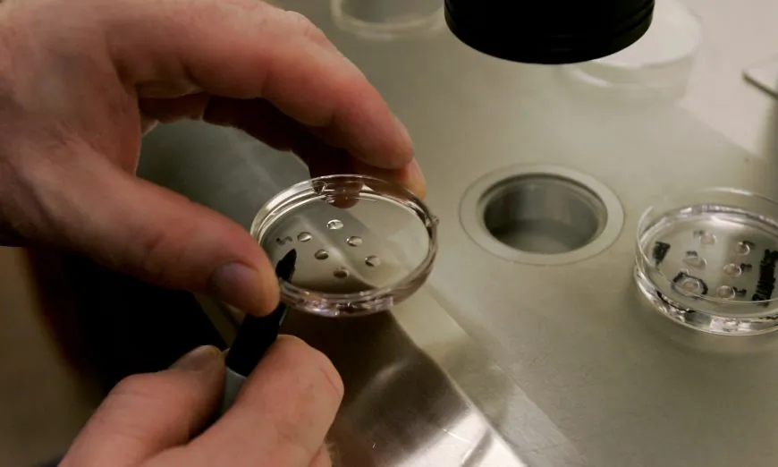 Embryologist Ric Ross holds a dish with human embryos at the La Jolla IVF Clinic on Feb. 28, 2007, in La Jolla, Calif. (Sandy Huffaker/Getty Images)