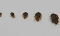 Video: Bedbugs Found at Walt Disney World Resort