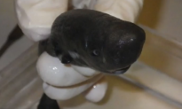 Scientists Discover Extremely Rare ‘Pocket Shark’ Specimen (Video)