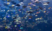 Ocean Contributes $2.5 Trillion to Economy Annually