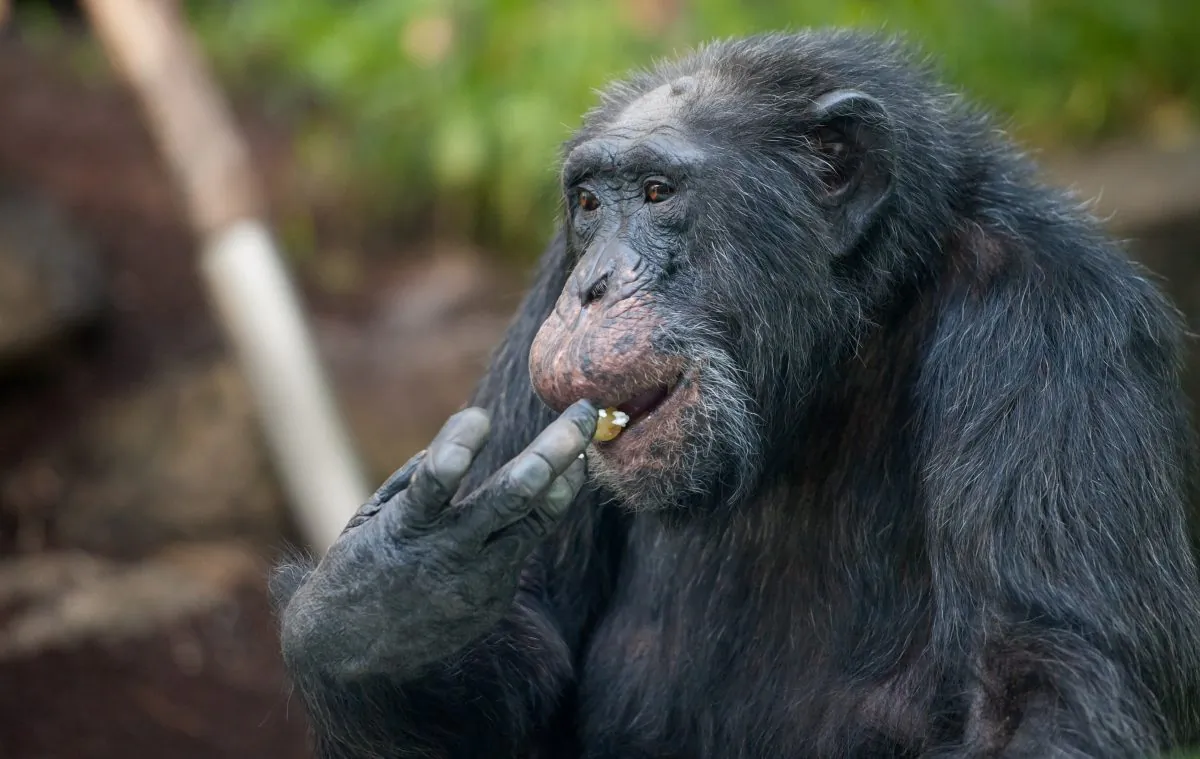 Chimpaneze in Fongoli, Senegal, are the only known non-humans to consistently hunt with tools, and the females do so more than their male counterparts. (SVEN HOPPE/AFP/Getty Images)
