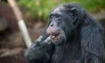 Female Chimps Do More Hunting With Tools