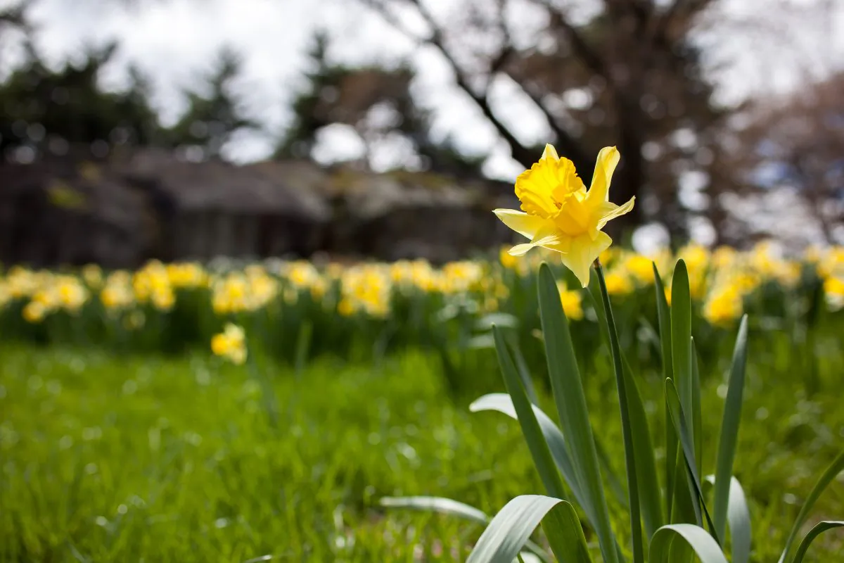 Daffodil Hill at the New York Botanical Garden in the Bronx, N.Y., on April 24, 2015. (Petr Svab/Epoch Times)