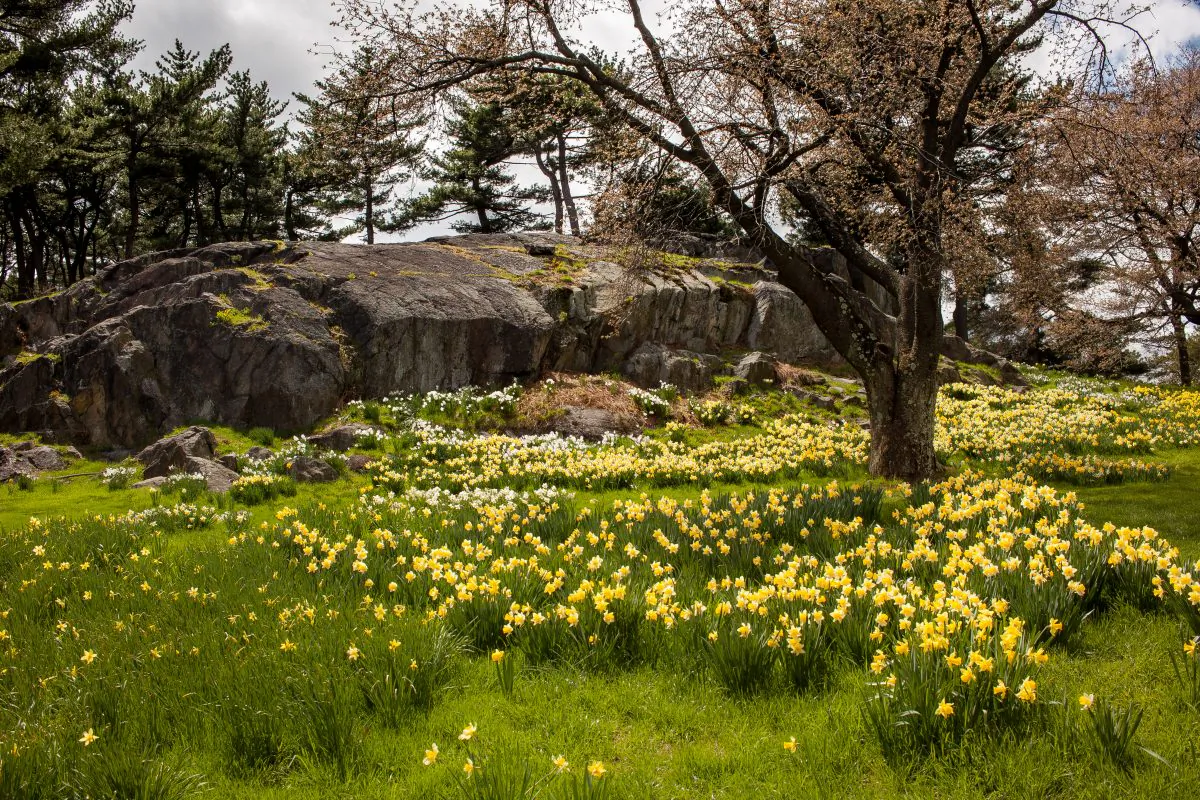 Daffodil Hill at the New York Botanical Garden in the Bronx, NY, on April 24, 2015. (Petr Svab/Epoch Times)