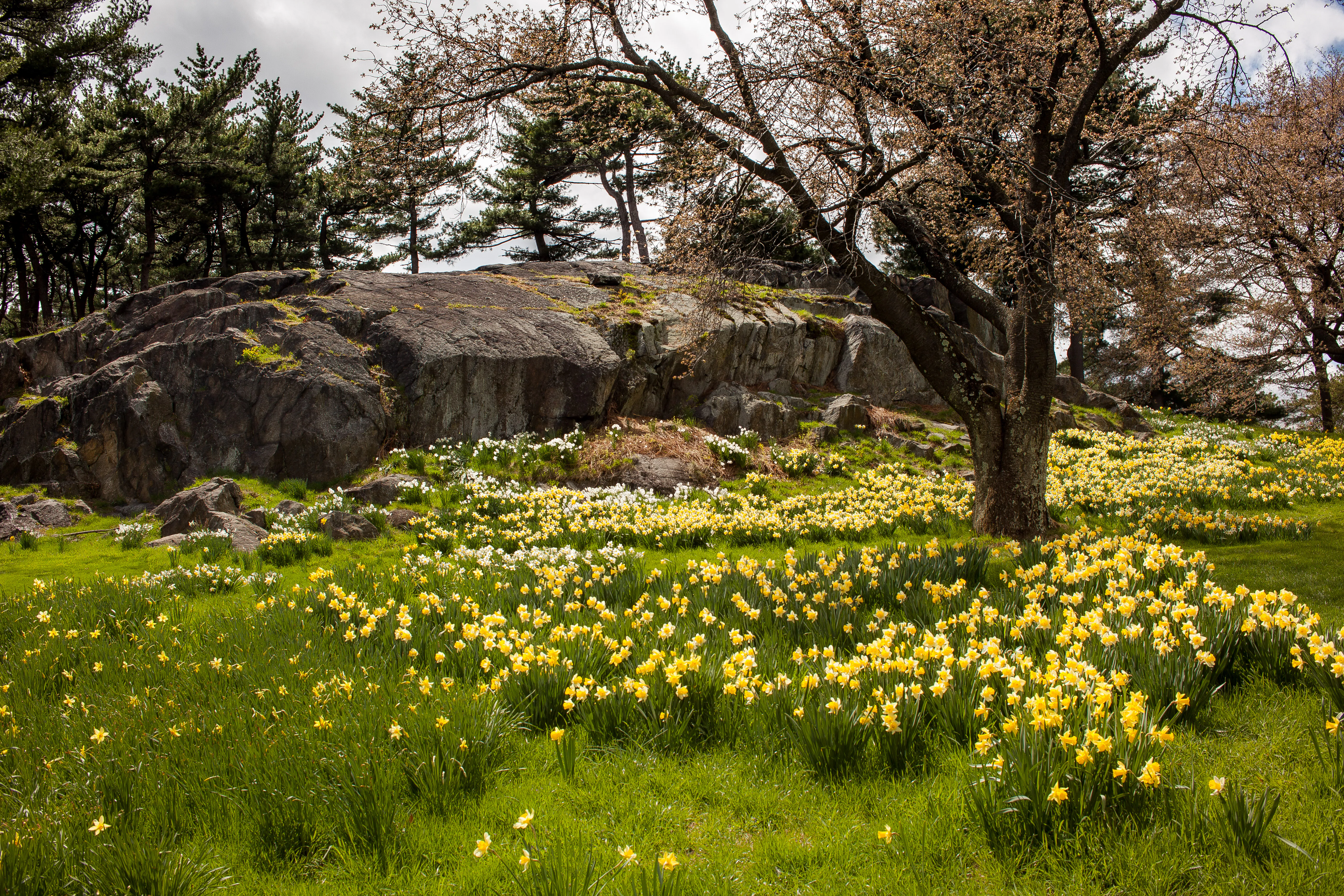 William Wordsworth’s ‘I Wandered Lonely as a Cloud’