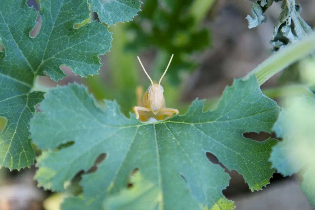 "We know that many organisms use smell to interact with members of the same species and to locate hosts of food or to avoid attack from parasites," says Rudolf Allemann. (Justin Ennis/flickr/CC BY 2.0)