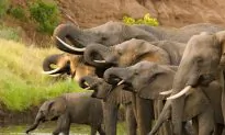 Botswana Lifts Ban on Hunting Elephants