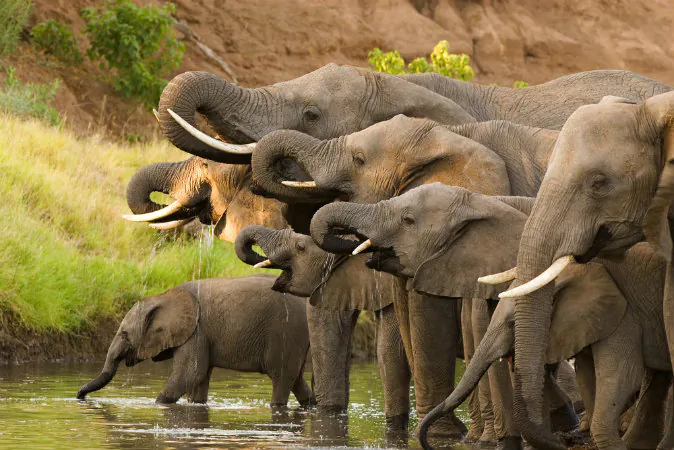 A herd of African elephants drinking at a waterhole in a stock photo. (Shutterstock)