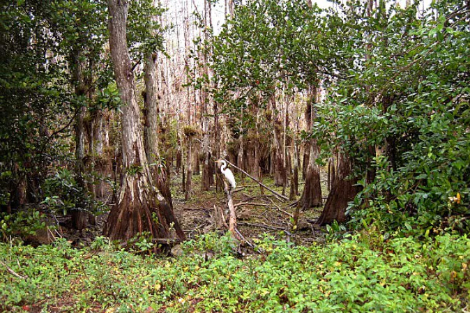 National Park adventures – Everglades (Ted Nelson, Traveling Ted)