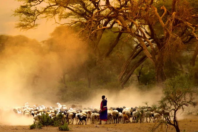 Shepherd leading a flock of goats via Shutterstock*