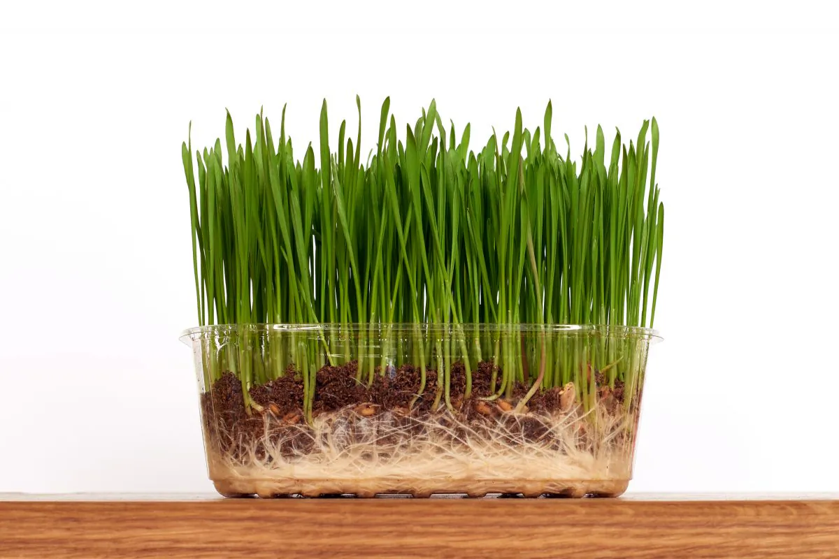 Planting wheat seeds around the rim of a clear plastic pot could speed-up selective breeding for drought-tolerant wheat strains, says Cecile Richard. "We hope to use the clear-pot technique to rapidly discover the genes responsible for these important root characteristics." (Shutterstock*)