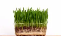 Can Clear Pots Build Drought-Proof Wheat?