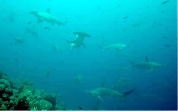 A school of hammerhead sharks swim near the Galapagos Islands. Costa Rica has been exporting two species of hammerheads whose trade is limited under Appendix II of CITES. Photo: Alex Hearn.