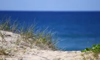 Life on the Dunes Needs Wind-Blown Sand
