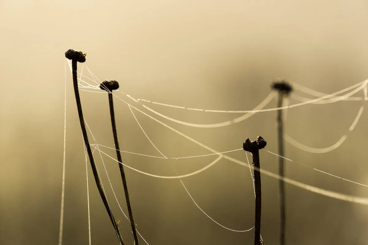 "Alterations in dendritic spines are associated with many neurological and developmental disorders, such as autism, Alzheimer's disease, and Down syndrome," says Donna Webb. (Brooke Hoyer/Flickr/CC BY 2.0)
