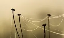 This Protein Lets ‘Threads’ Build Memories