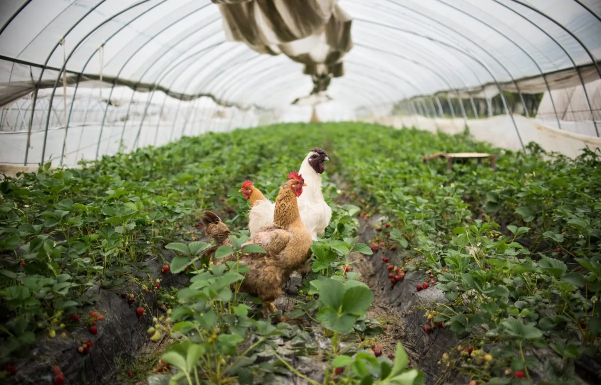 This picture taken on April 16, 2015 shows chickens standing amongst strawberries inside a greenhouse in Xiqiantou, a town near Wuxi in Jiangsu province. (Johannes Eisele/AFP/Getty Images) 