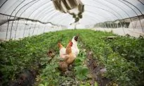 US Chicken Trade to China Catches the Flu